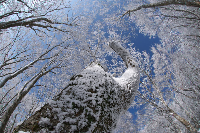 雪の花咲く原生林_e0056449_1939497.jpg