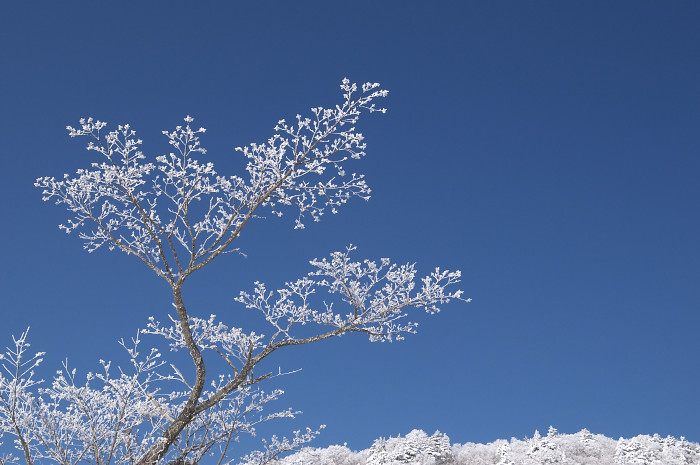 雪の花咲く原生林_e0056449_19422426.jpg