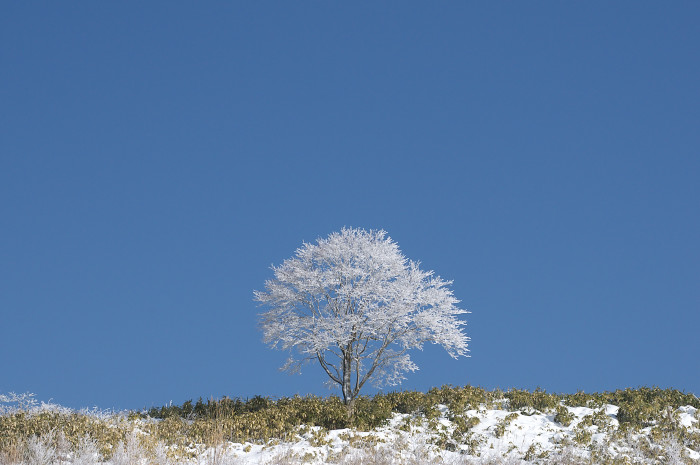 雪の花咲く原生林_e0056449_19423639.jpg