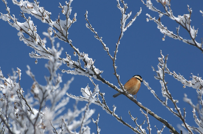 雪の花咲く原生林_e0056449_19424877.jpg