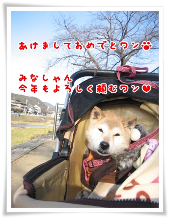 お正月はすぐに去り_c0049950_19435556.jpg