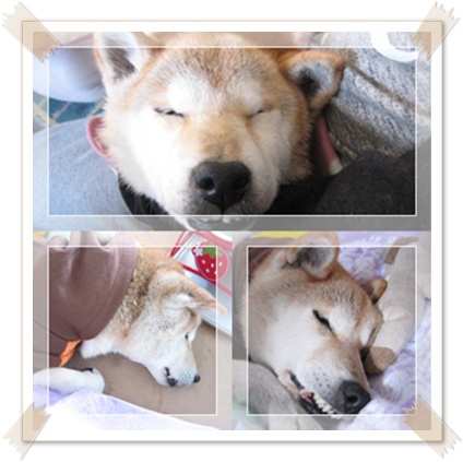 お正月はすぐに去り_c0049950_22151184.jpg