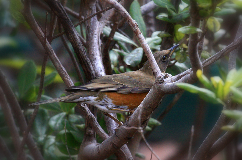 S公園探鳥~亜種オオアカハラか～_b0156655_15152589.jpg