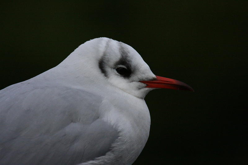 S公園探鳥~亜種オオアカハラか～_b0156655_1523587.jpg