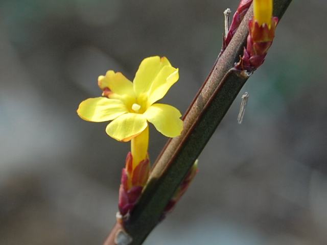 新 四季の花