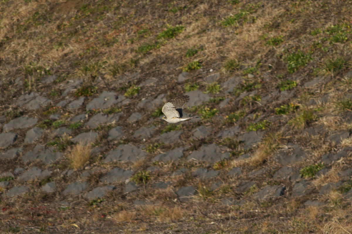 b0180476_20172158.jpg