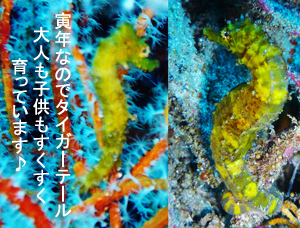 ☆★☆年越しクルーズ2009~2010☆★☆_f0144385_939633.jpg