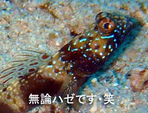 ☆★☆年越しクルーズ2009~2010☆★☆_f0144385_9402011.jpg