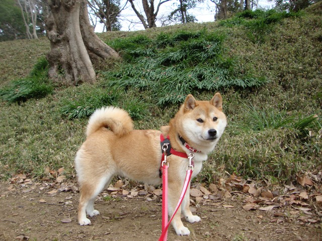 頑張ったの、私。_a0126590_23335913.jpg