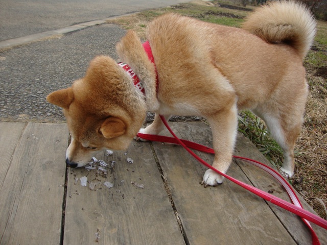 頑張ったの、私。_a0126590_23342943.jpg