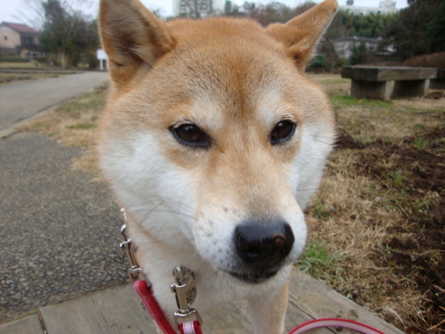 頑張ったの、私。_a0126590_23343533.jpg