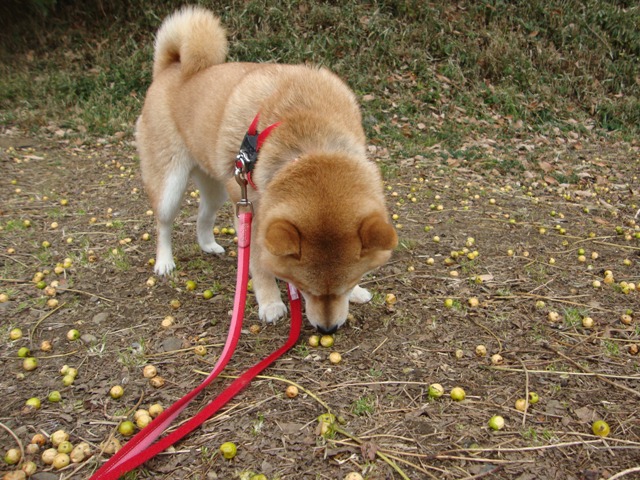 頑張ったの、私。_a0126590_23344960.jpg