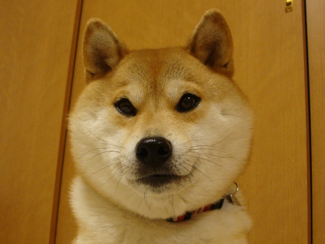 頑張ったの、私。_a0126590_23355785.jpg