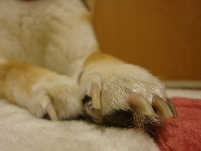 頑張ったの、私。_a0126590_23362932.jpg