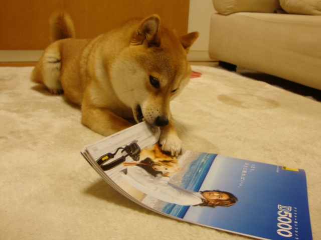 頑張ったの、私。_a0126590_2342262.jpg