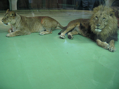 冬zoo6_b0055196_17173626.jpg