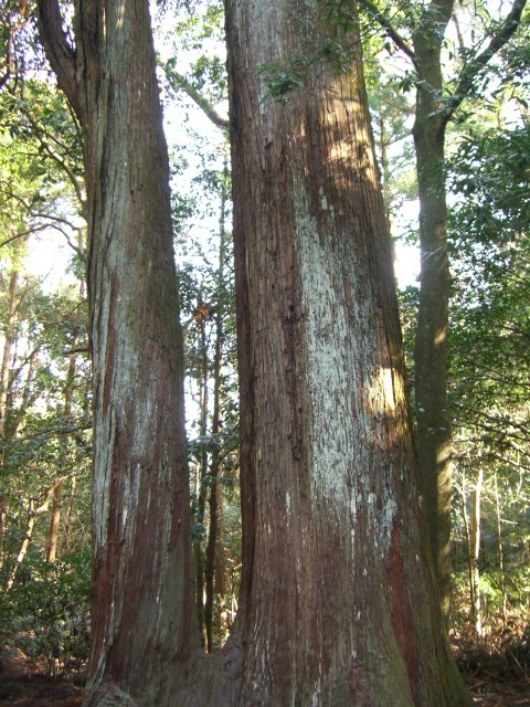 a0088007_21321332.jpg