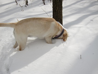 ハハ、ガテン系の間は雪遊び♪_e0192217_14485832.jpg