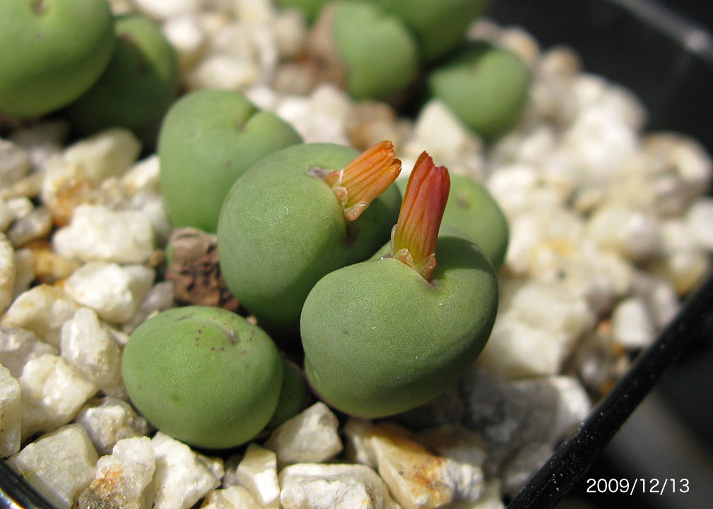 コノフィツム　stevens jonesianum Conophytum stevens-jonesianum 2 | masakatoの植物雑記