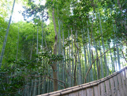 b0019820_16223786.jpg