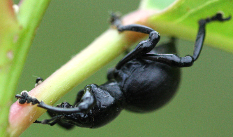 クロカタゾウムシ Pachyrrhynchus infernalis_f0161823_974684.jpg