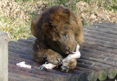 生動物にたどり着くまで・・・_b0166128_11303826.jpg