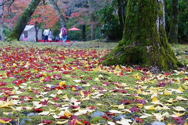 京都　醍醐寺_f0114041_17434797.jpg