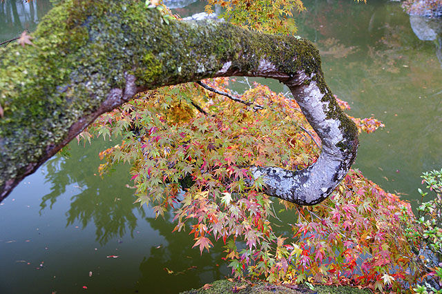 京都　醍醐寺_f0114041_17451682.jpg