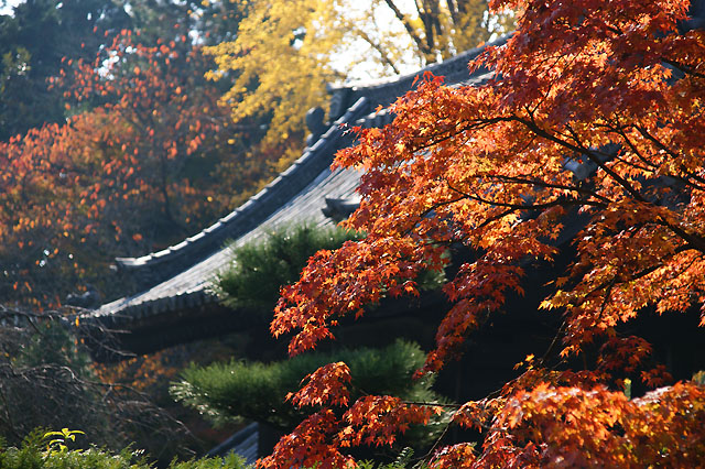 京都　隨心院門跡_f0114041_22273629.jpg