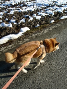 一粒のイチゴ・・薪桜は至福の香り_d0005250_20494317.jpg