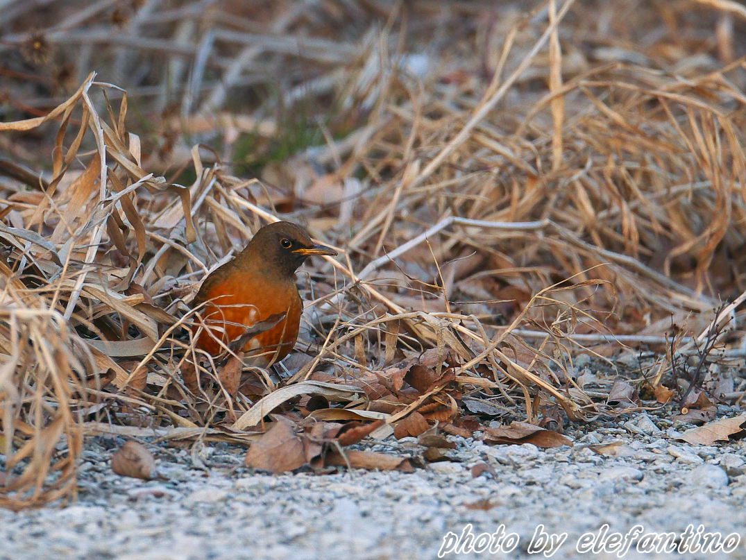 連休中に出逢った野鳥たち　～　初撮り　アカハラ　～_b0123663_23274026.jpg