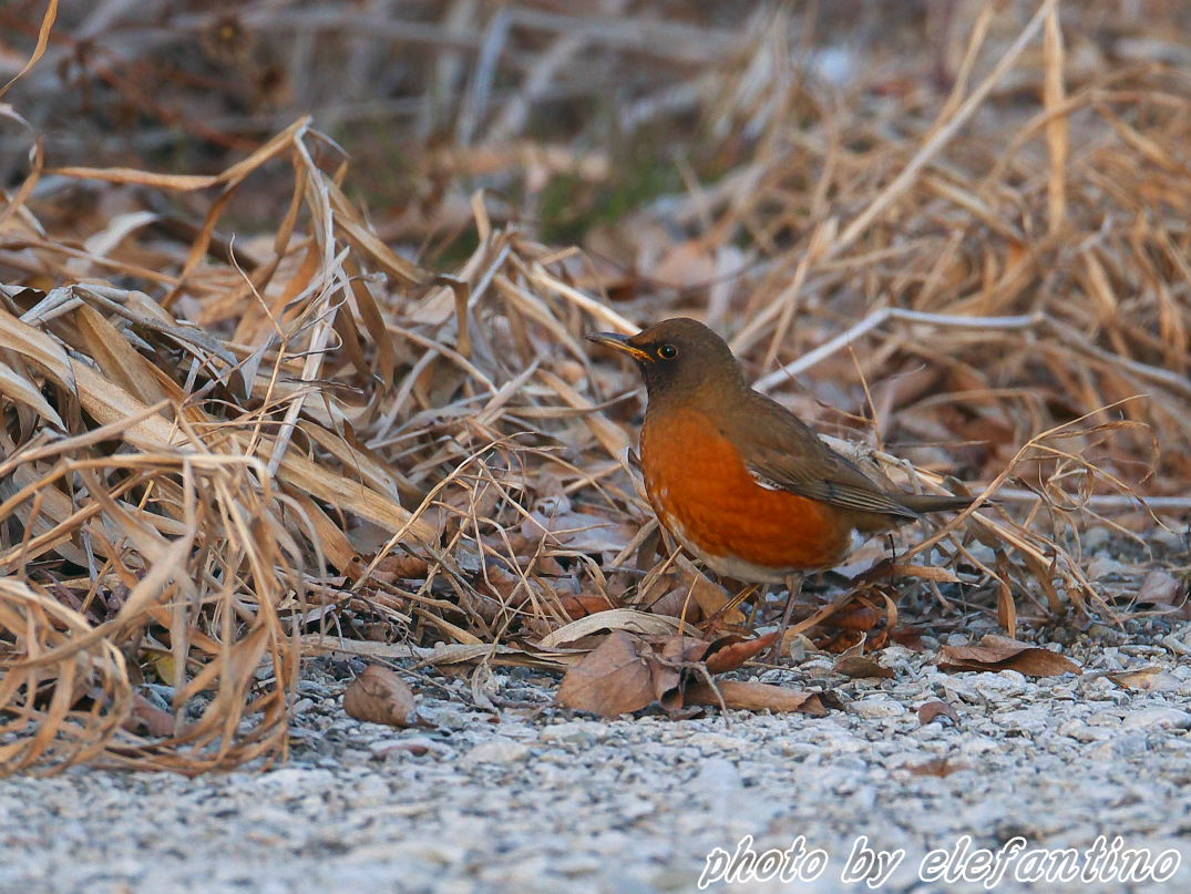 連休中に出逢った野鳥たち　～　初撮り　アカハラ　～_b0123663_2327742.jpg