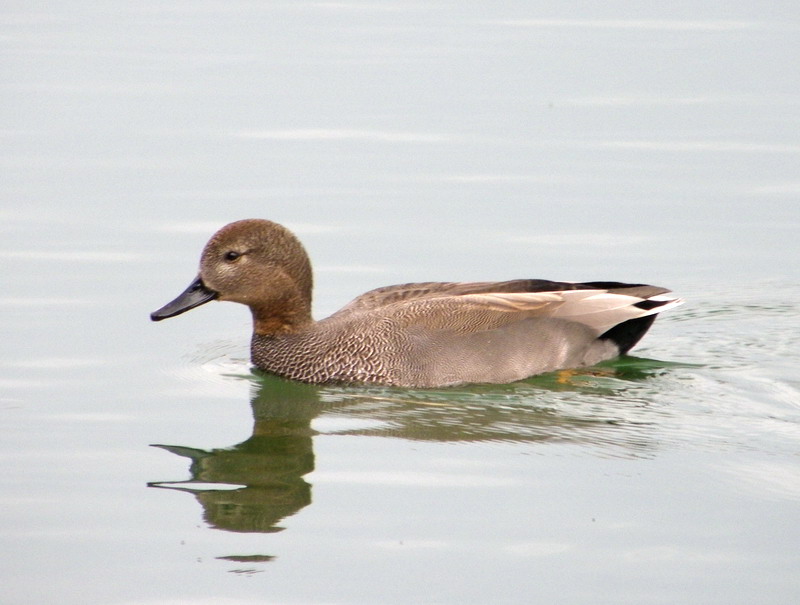 オカヨシガモ（大濠公園 2009/12/23撮影）_f0204094_9112265.jpg