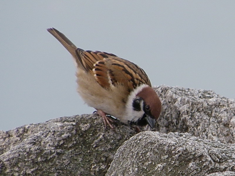 スズメ（大濠公園 2009/12/23撮影）_f0204094_9331087.jpg