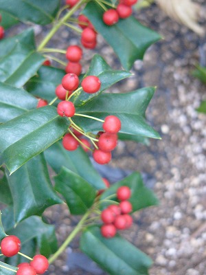a0123003_15243913.jpg