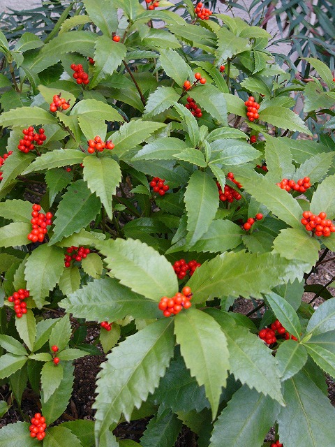 a0123003_15264769.jpg
