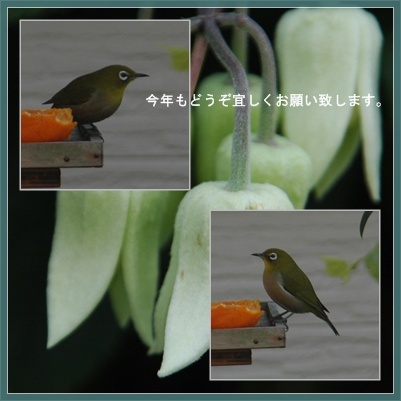 今年もどうぞよろしくお願いいたします。深川七福神めぐり_c0051105_23232881.jpg