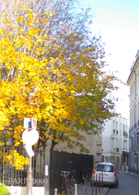◆PARIS報告VOL4&開花レッスンレポート◆_b0111306_1844028.gif