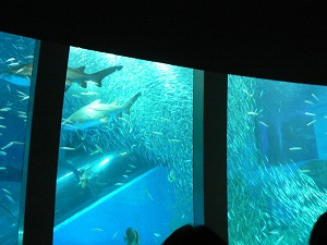 f0006509_1022821.jpg