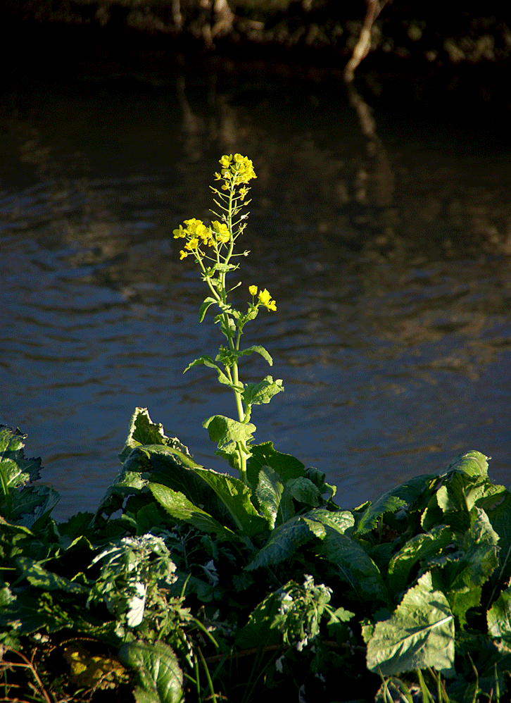 c0223825_0394271.gif