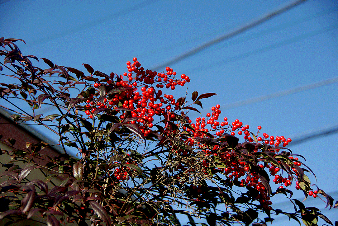 c0223825_0452816.gif