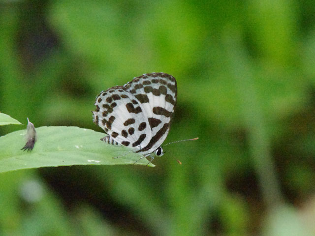スリランカBW旅行 : 還暦からのネイチャーフォト
