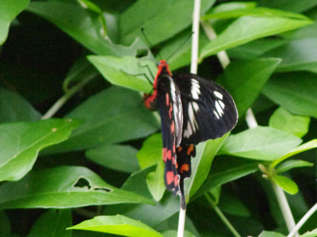スリランカBW旅行 : 還暦からのネイチャーフォト