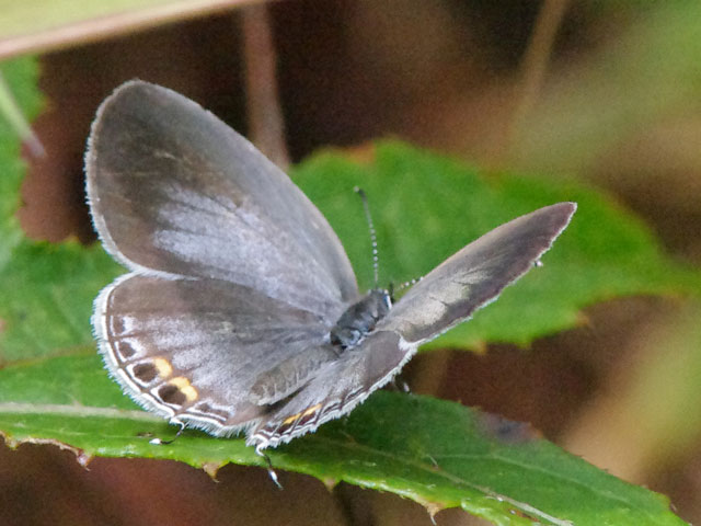 スリランカBW旅行 : 還暦からのネイチャーフォト