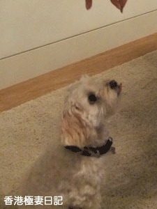 f0190653_1533672.gif