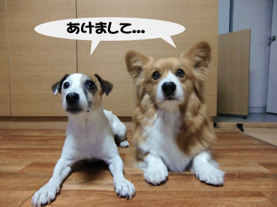 b0105157_1941022.gif