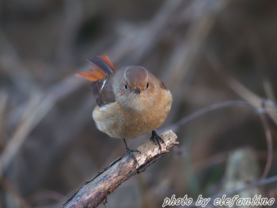 連休中に出逢った野鳥たち　～　ジョビ子　～_b0123663_21554973.jpg