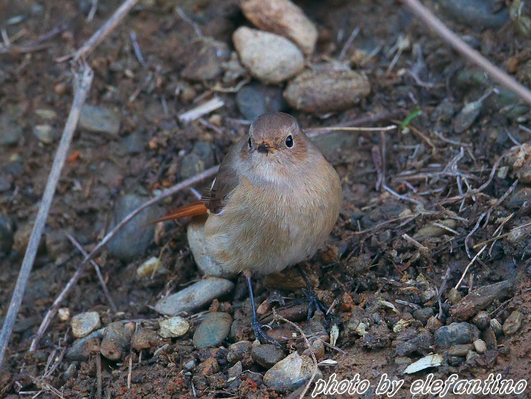 連休中に出逢った野鳥たち　～　ジョビ子　～_b0123663_21562785.jpg