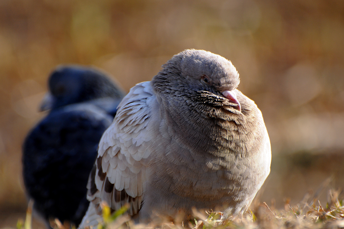 鳩がいる公園 Himakan Photograph