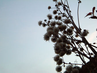 c0086185_2152286.jpg